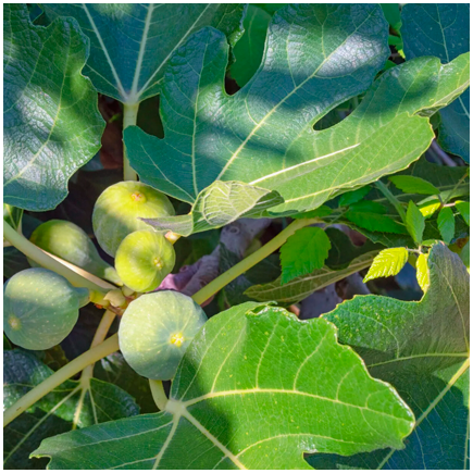 Fig Leaf Natural Flavour Oilsoluble